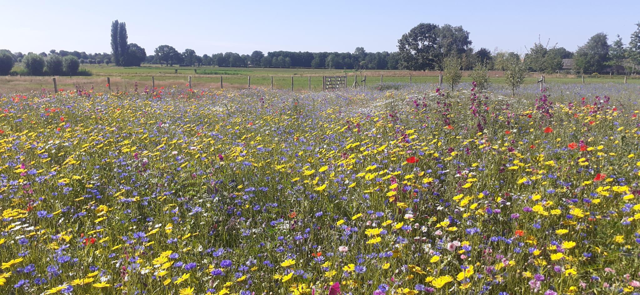 Landschapstuin | Mols Tuinen